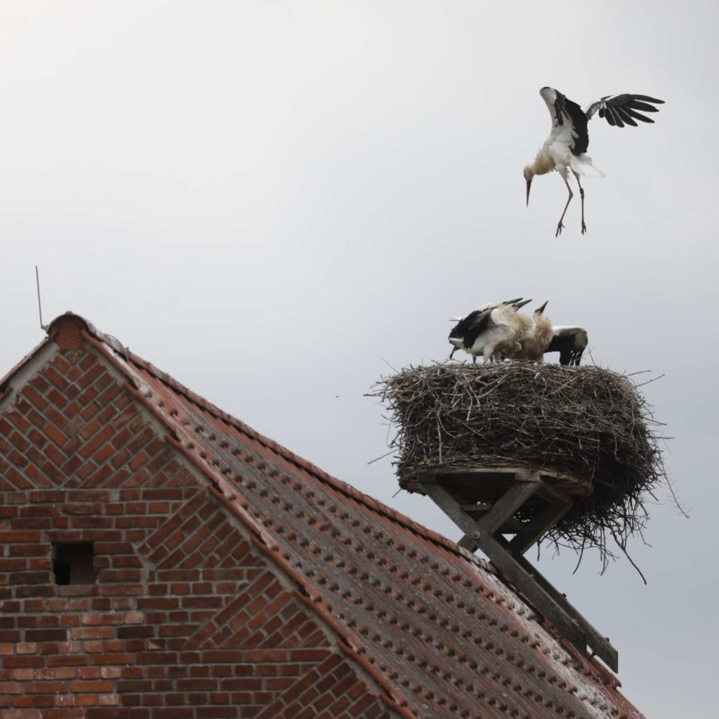 Störchenpaar im Nest auf Hausdach