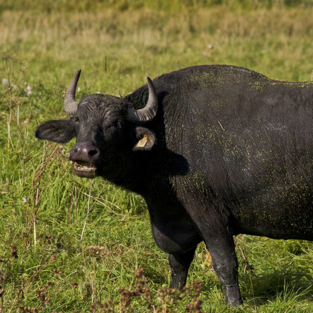 Büffel seitlich auf grüner Wiese