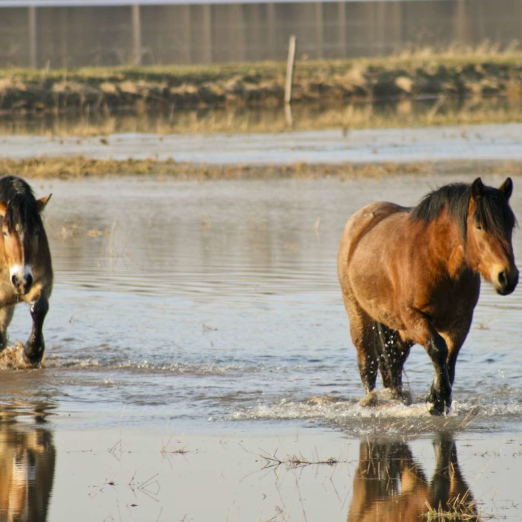 Pferde im knöchelhohen Wasser